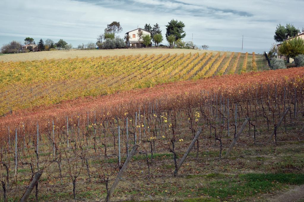 Agriturismo Al Rifugio Divino Belvedere Ostrense Bagian luar foto