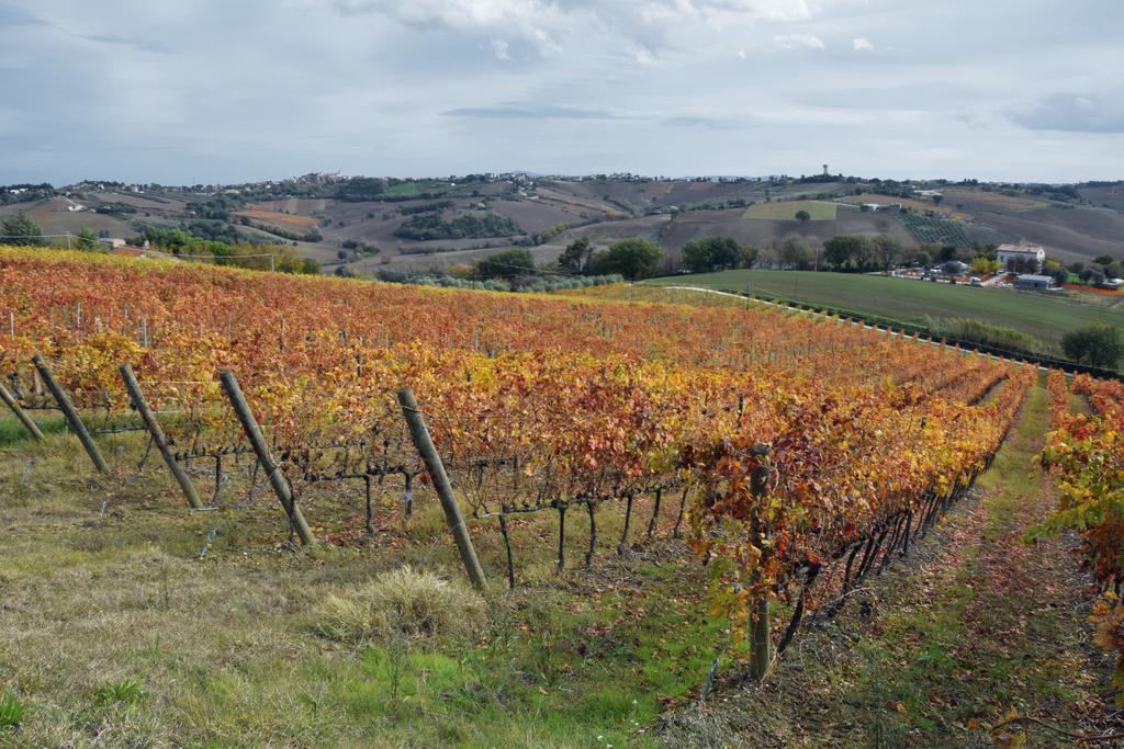 Agriturismo Al Rifugio Divino Belvedere Ostrense Bagian luar foto